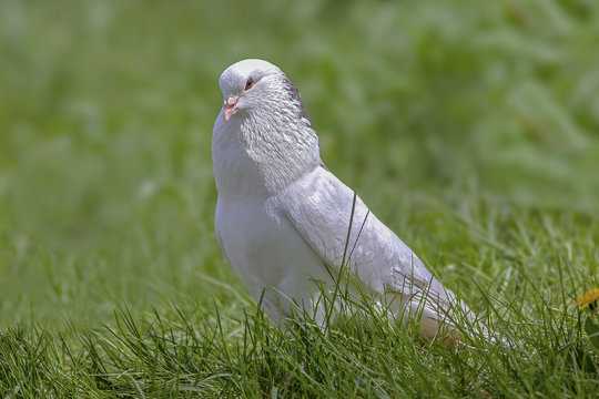 Beautiful pigeon in the green grass
