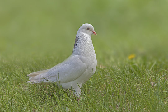 Beautiful pigeon in the green grass