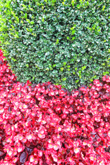 background of red and green plants