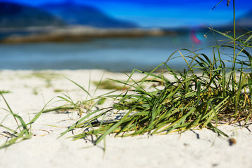 Green grass on sand beach background