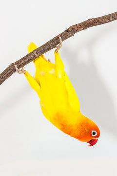 Yellow Lovebird upside down action