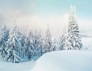 Fantastic winter scene