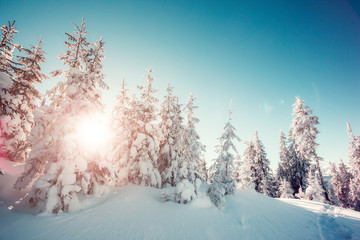 beautiful wintry landscape