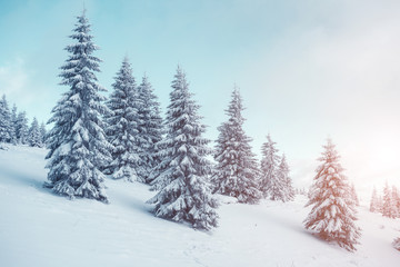 Naklejka premium beautiful wintry landscape