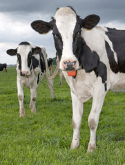 Cows grazing in meadow Holland