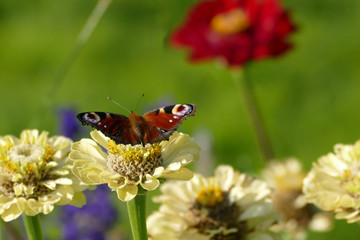 Pfauenauge mit geöffneten Flügeln auf blassgelber Zinnienblüte