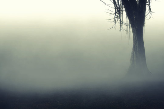 Horror Mysterious Dark Autumn Forest Wallpaper Stock Photo Adobe Stock