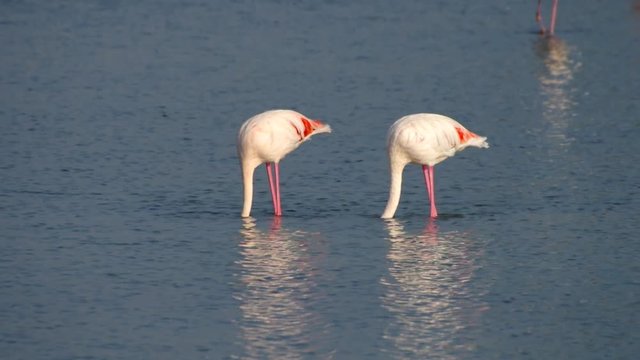 Flamingos in der Camargue, Frankreich