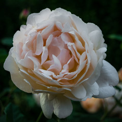 Naklejka premium Rosa Inglese