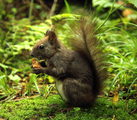 Wild squirrel eating on the grass .