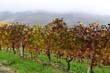 Fototapeta na wymiar Fog on rows of grapevine in autumn with green grass, Italy
