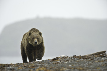 Brown bear, Alaska, USA