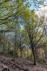 Obraz premium oak trees