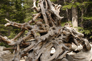 Tree Roots, Rocky Mountain National Park, Colorado