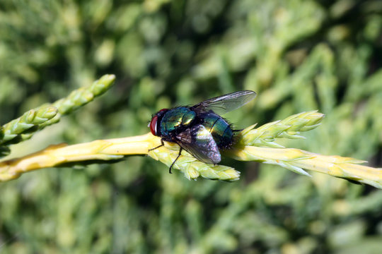 mosca