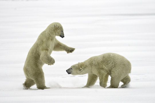 Two polar bears in snow, Hudson Bay, Canada