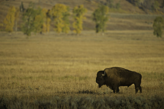 Bison in prairie, Yellowstone National Park, USA