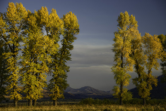 Trees in autumn, Yellowstone National Park, USA