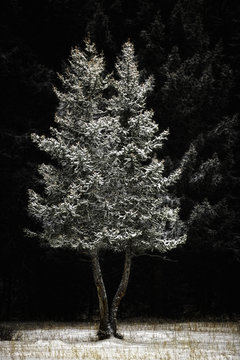 Trees in snow, Yellowstone National Park, USA