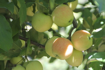 Bunch of greenish apples on a branch of an apple tree