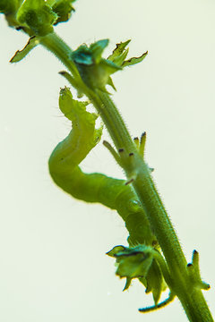 Bruco verde su pianta