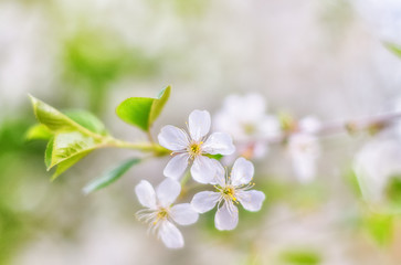 Tender flower of apricot, bokeh background, soft focus.