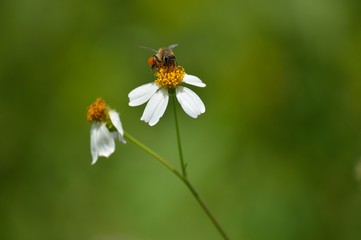 ABEJA EN FLOR