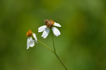 BEE FLOWER