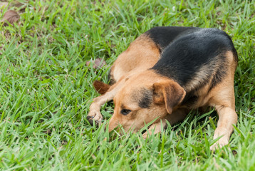 Beautiful dog in a natural environment