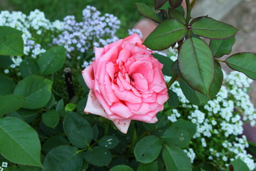 pink rose
