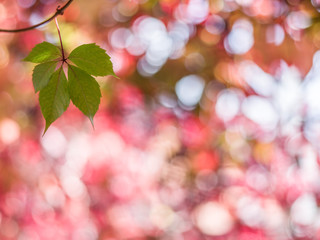 Blurred red leaves. Nature background.