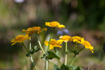 Sumpfdotterblume in Gartenteich