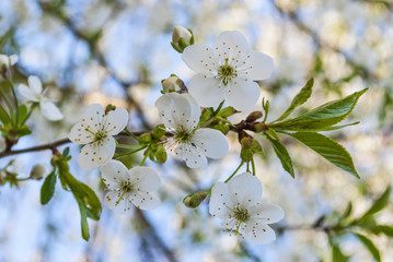 bee pollinate cherry blossom 