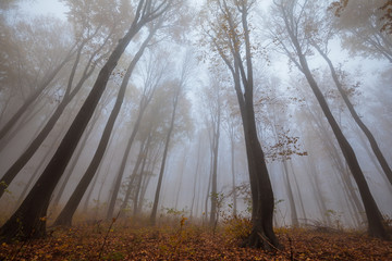 Misty forest shoot at wide angle