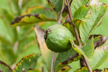 Guava branch with green fruits