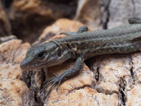 close-up portrate of a small lizard
