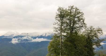 snow capped peaks, the forest on a mountain slope