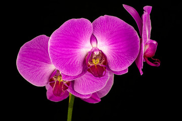 Naklejka na ściany i meble Zen orchid
