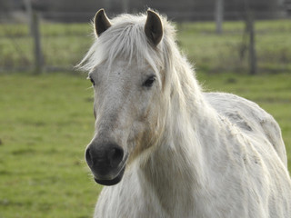Fototapeta premium Pferde