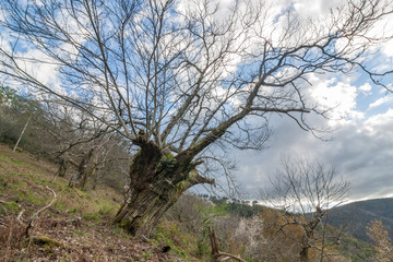 Fototapeta premium oak tree