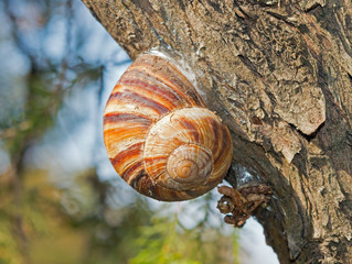 Snail on a tree
