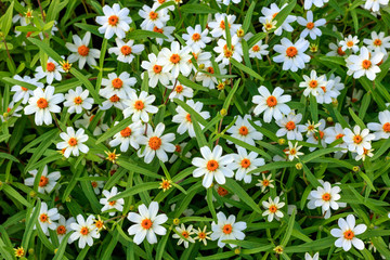 White flower on grass