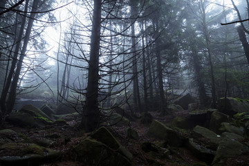 Kalt und Nebel in den Harz Wäldern