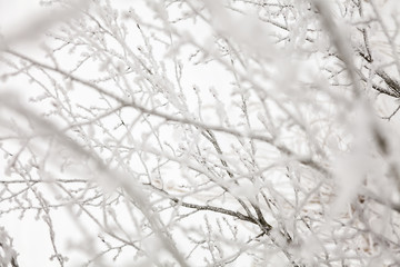 Winter nature background