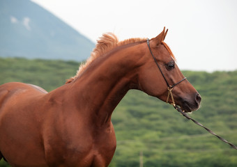 chestnut beautiful arabian horse