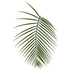 Obraz premium Vector tropical palm leaf, jungle leaf isolated on white background.