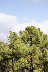 bosque de pinos