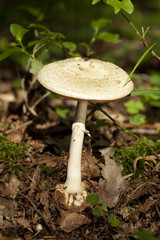toadstool