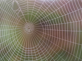 Fototapeta premium Spider web in Kakerdaja Bog