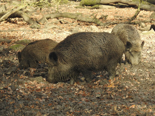 Wildschweine